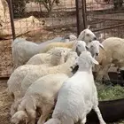 للبيع خرفان ضيوف وثلاجه حسب الطلب شمال جده مع توصيل