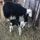 نجديه تحتها خروف ورخل تم البيع