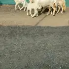 شياه حريات مواليد صنف الصنف تممم البيع