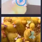 بط للبيع