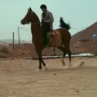 فرس