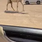 إلا توص ل الصامل للبيع القحه الرمانيه الكفووو ع جميع الشرروط