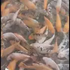 اسماك زينه احجام كبار