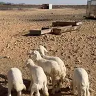 بهم تربيه شعرته طيبه واطرافه طيبه