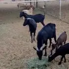 تيوس بورقت للبيع