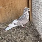 ذكر قطيفي