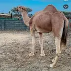 جمل حمر سنه سدس مشروط من كل العيوب ضراب وعشار ومقام ومبرك