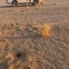 ناقه وضحا ضريبه