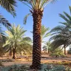 توريد وتركيب النخل والأشجار وتركيب الشبوك بجميع الأنواع في