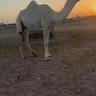 بكر وضحى