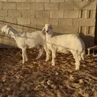 للبيع جذعان حريه على شعير وبرسيم