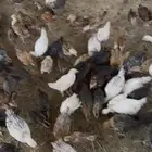 فروخ دجاج