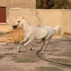 حصان