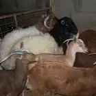 طليان نعيم ومعزا دفيع