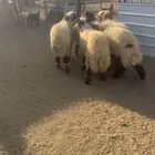 خرفان نعيم فاخره