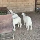 6 خرفان و ثنتين رخال