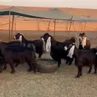 للبيع معزاء عوارض