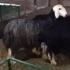 للبيع شياه نجد