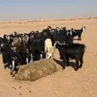 معزاء عوارض للبيع
