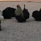 دجاج كوشن امريكي شرط