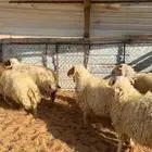 خرفان نعيم ( تم البيع )