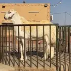 مشروع فحل حري