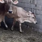 بقر