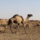 ضروبه صفراء