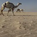 وضحا ضروبه منتج