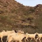 للبيع معزا ع 500