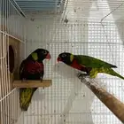 فرخ لوري