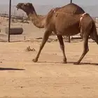 شعلا خلفه تحتها بكره