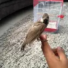 بلبيل تربيه بلبول