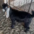 مسروع فحل عارضي
