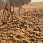 ناقه ضروبه شرط