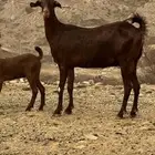 غنم دهم صنف