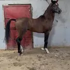 حصان ورق للبيع