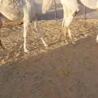 قعدان كفو فل مشاء الله للبيع