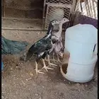 دجاجه باكستانيه