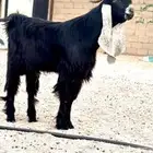 جذع عارضي فاخر