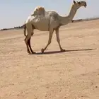 للبيع رمانيه سنها رباع مشروطه من جميع العذاريب