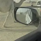 خلفه وضحا حليبها سطل وهديه وع جميع الشروط