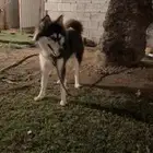 هاسكي انثى