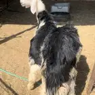 طليان نجد صنف