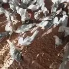 دجاج فيومي للبيع بالمذنب