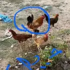 ديك أحد رفيدة
