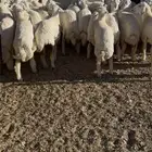 رخال وطليان للبيع يوجد اقساط