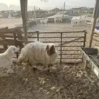 رخل نعيم تضحي