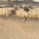 بهم نعيم فاخر