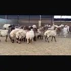 للبيع غنم فاخره وشرط الدفيع العدد 10